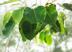 तुलसीपुरमा स्थानीयले पिपल फाल्न नदिएपछि...